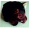 CINGHIALE PELUCHE CM 30 CON  VOCE E VERSO 